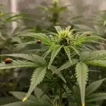 Semillas con bajo consumo de agua en cultivo ecológico con control natural.