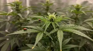 Semillas con bajo consumo de agua en cultivo ecológico con control natural.