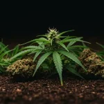 Semillas con genética Kush de alta potencia y gran producción.