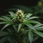 Semillas con perfil cítrico y aroma a limón de floración robusta.