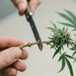 Semillas con sabor a arándano o frutos del bosque: Poda correcta.