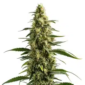 Cogollo central de cannabis Skunk con estructura alargada y abundantes pistilos.