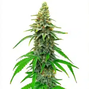 White Rhino Regular con planta completa y cogollos compactos.