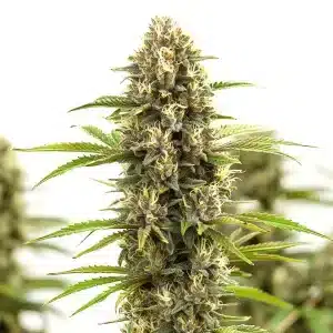 White Russian F1 con cola central compacta y cogollos resinosos.