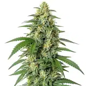 White Widow F1 con cola central compacta y cogollos resinosos.
