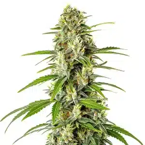 AK Auto CBD (1:1): Cogollo compacto rico en resina.