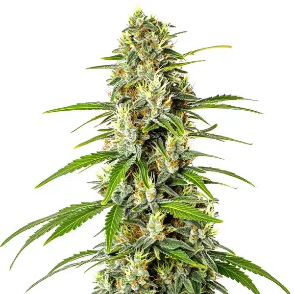 AK Auto CBD (1:1)