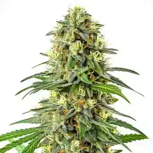 Apple Jack: Cogollo denso con resina y pistilos naranja.