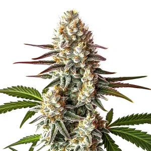 Biscotti Auto: Flores densas con tricomas y tonos púrpura.