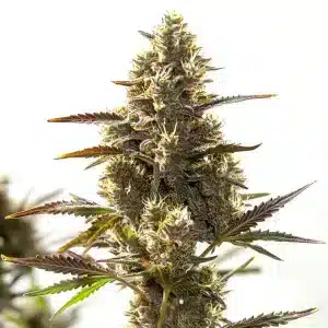 CBD Auto (1:30): Cogollo compacto con tonos púrpuras y alta producción de resina.