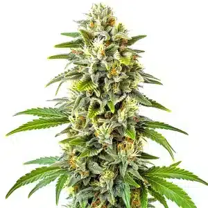 CBD Cookies Auto (1:1): Cogollo denso con resina y pistilos anaranjados.