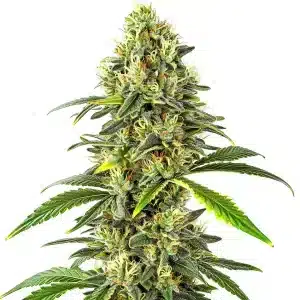 CBD Critical Auto (1:15): Cogollo voluminoso con tricomas y pistilos claros