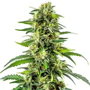 CBD Haze Auto (1:15): Cogollo alto y resinoso con pistilos claros