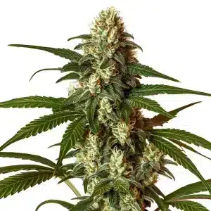CBG Coke: Cogollo denso con resina clara y pistilos cremosos.