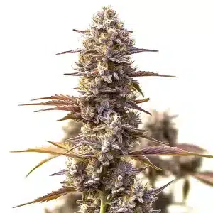 Cherry Pie OG Auto: Cogollo denso con tonos púrpura y resina brillante.
