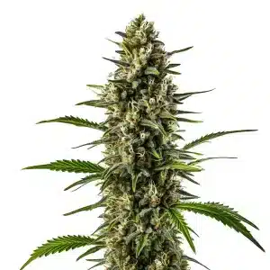 Early Skunk x OG Kush: Cogollo resinoso y flores densas.