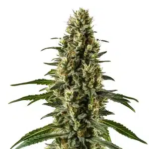 Herijuana: Cogollo denso cubierto de resina y pistilos claros.