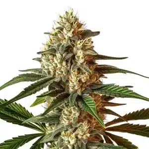 Kush Mints Auto: Flor resinosa y compacta con genética autoflower.