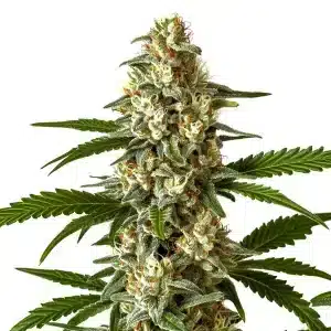 Cogollo de Northern Light CBD (1:1) con tricomas abundantes y estructura compacta.