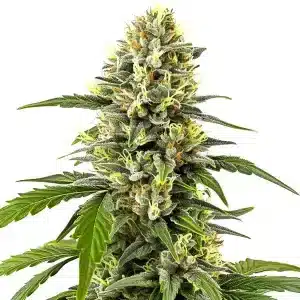 Cogollo de Platinum OG muy denso y cubierto de tricomas.