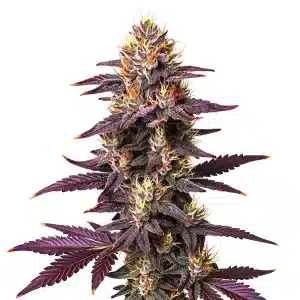 Cogollo de Purple Lavender Kush con tricomas abundantes y pistilos anaranjados.