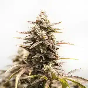 Flor de cannabis Rainbow Sherbet Auto con cogollo central compacto, tricomas abundantes y estructura autofloreciente híbrida.