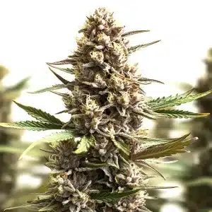 Cogollo de cannabis Sunset Sherbet Auto con estructura densa y abundante resina.