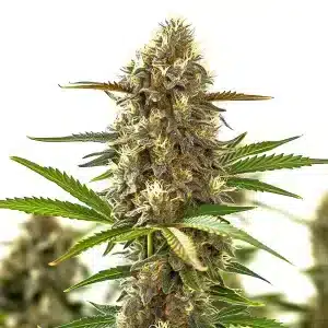 Flor de cannabis Super Purple Auto CBD 1:1 con cogollo compacto, alta resina y hojas en fase de floración.