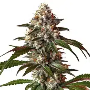 Thai Dream Auto planta de cannabis autofloreciente muy resinoso en floración.