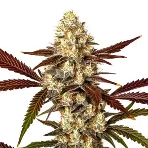 Watermelon Gelato Auto con cogollo central compacto y alta producción de resina.