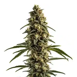 White OG Kush con planta completa y cogollos compactos en floración.