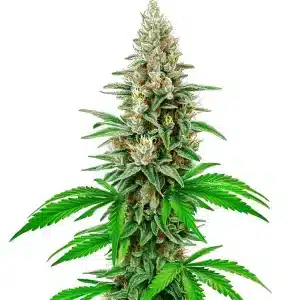 White Rhino Auto con cola central compacta y cogollos resinosos.