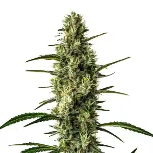 Wild Thai con estructura sativa alta y cogollos alargados.