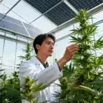 Prácticas de cultivo orgánico en el cannabis con energía solar.