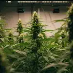 Sistemas de cultivo inteligentes en el cannabis para floración indoor.