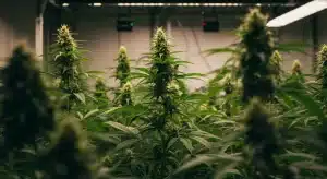 Sistemas de cultivo inteligentes en el cannabis para floración indoor.