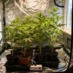 Plantas jóvenes de cannabis en macetas dentro de una carpa de cultivo.