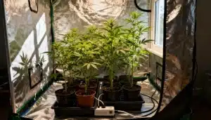 Plantas jóvenes de cannabis en macetas dentro de una carpa de cultivo.