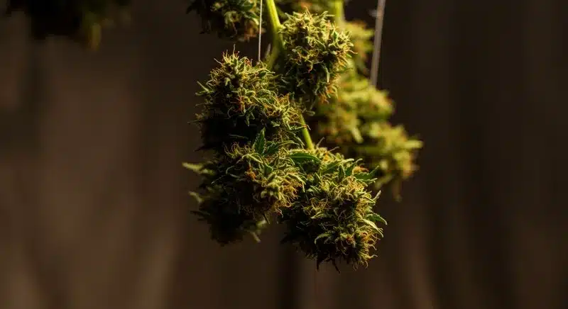 Ramas de Pineapple Haze colgadas para secado, con cogollos densos y pistilos maduros, asegurando una curación lenta que potencia aroma tropical y calidad final.