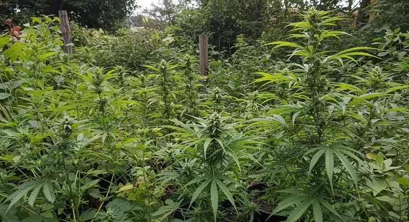 Cultivo de marihuana en primavera con plantas jóvenes creciendo en exterior, aprovechando la luz natural y temperaturas suaves para un desarrollo saludable.