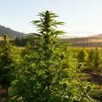 Cultivo de Oregon Peach en exterior con plantas de cannabis alineadas al atardecer.