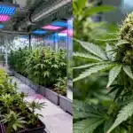Iluminación de precisión en el cannabis con LEDs para floración.