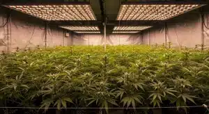 OG Kush x Diesel en cultivo interior bajo paneles LED.