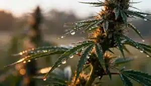 Hidroponía vs tierra en exterior: planta con humedad matinal.