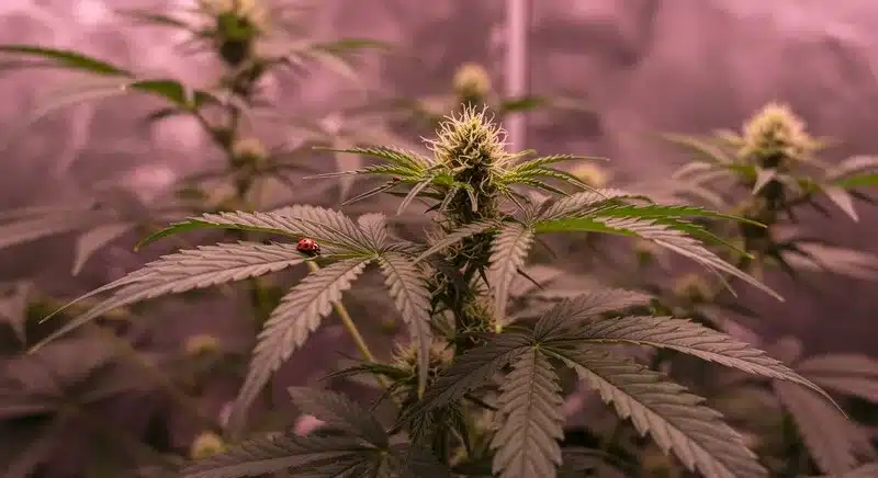 Planta de NYC Diesel Regular en floración dentro de un cultivo interior, con una mariquita sobre las hojas ayudando al control biológico de plagas.