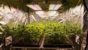 OG Kush CBD (1:15) en crecimiento interior bajo LED.
