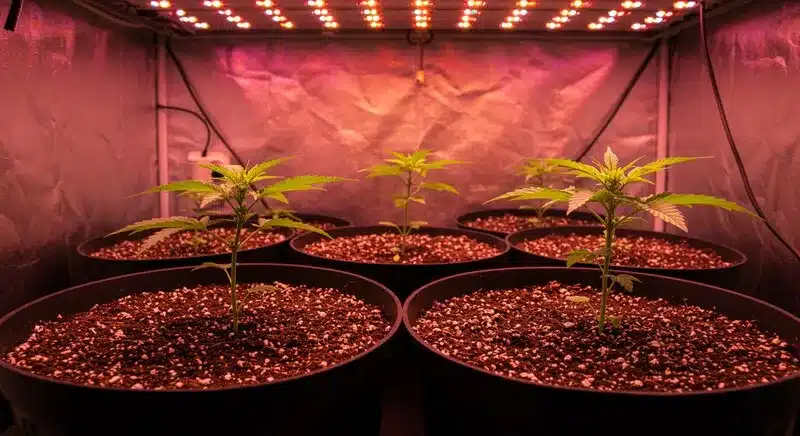 Plántulas de Orange Cream Auto creciendo en macetas grandes bajo paneles LED rojos, desarrollo inicial sano y un cultivo interior bien controlado.