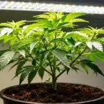 Planta Papaya en fase vegetativa bajo iluminación LED.