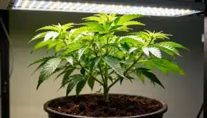 Planta Papaya en fase vegetativa bajo iluminación LED.