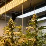 Pineapple Haze en cultivo interior bajo luces LED de espectro mixto.